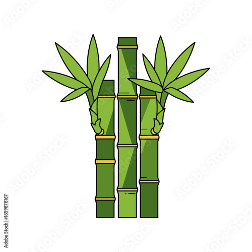 Three stalks of lucky bamboo an asian evergreen perennial plant with segmented stalks and pointed leaves illustrating growth resilience and good fortune.