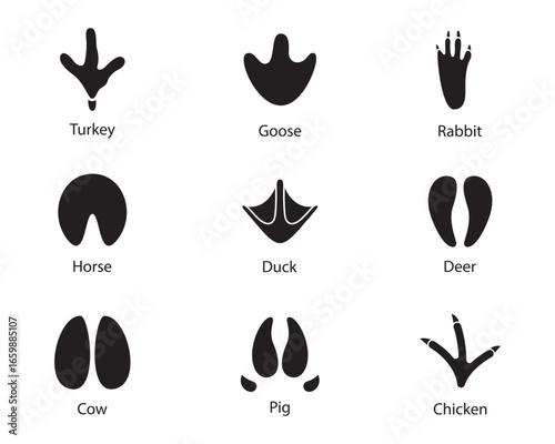 Animals footprints Set