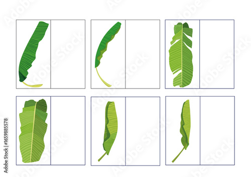 Green banana leaf fresh on white background illustration vector