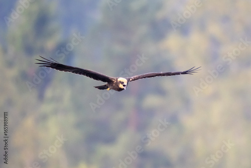 Western Marsh Harrier