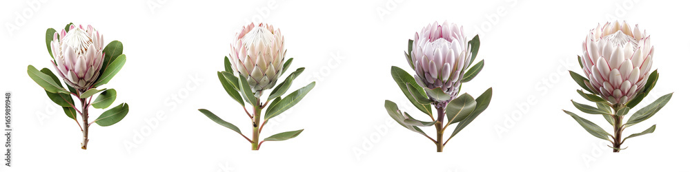 Fototapeta premium Beautiful protea flowers with leaves isolated on a transparent background Generative AI