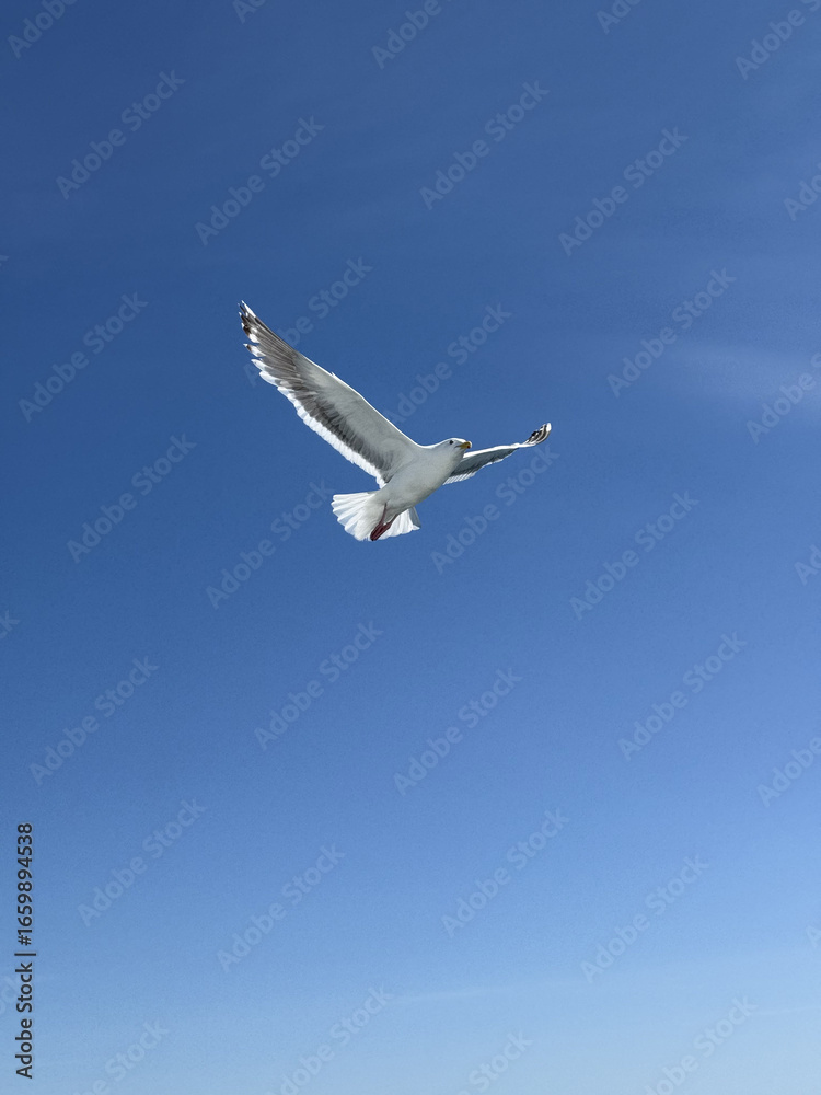 Obraz premium A white seagull hovers over the ocean. Seagull flying in the blue sky.