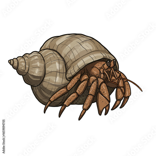 Cartoon illustration of a hermit crab in its shell, facing right.