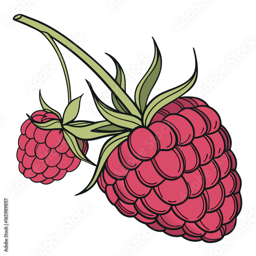 Illustration of fresh raspberries on a branch