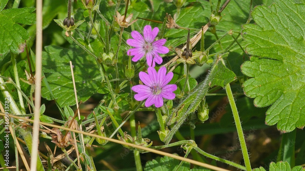 Fototapeta premium Sweden. Geranium pyrenaicum, otherwise known as hedgerow cranesbill or mountain cranesbill is a perennial species of plant in the family Geraniaceae. 