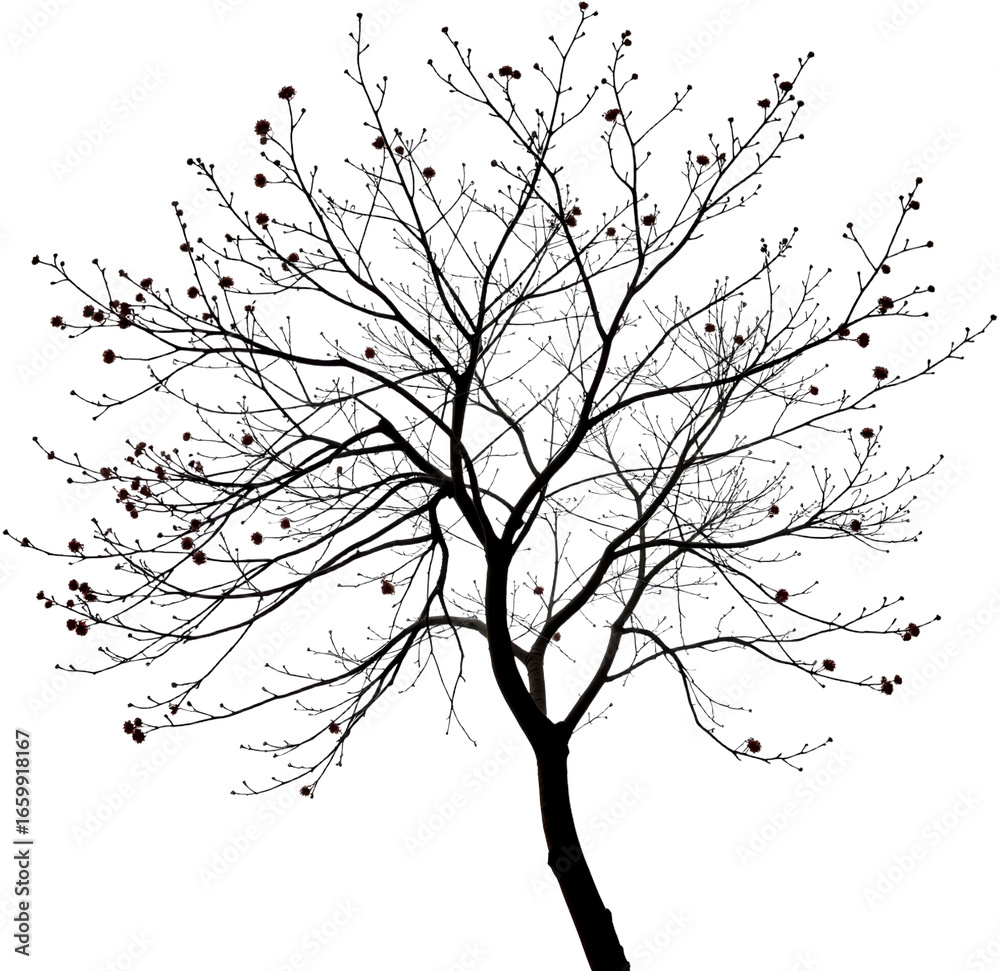 Obraz premium A stark silhouette of a tree against a background. The bare branches reach upwards, with hints of budding blossoms, creating a striking visual