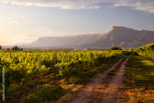 Sunset on Mt Garfield and the grape vineyards