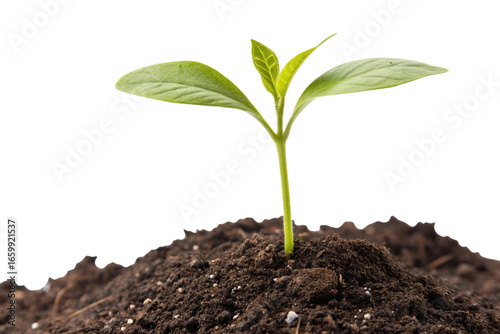 Wallpaper Mural Young Plant Sprout Symbolizing Growth and Renewal

 Torontodigital.ca