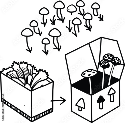 Step by step diagram for growing mushroom.