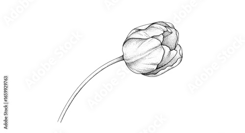 Detailed linear tulip on white background with intricate shading