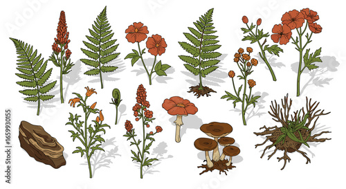 Botanical collection: nature-inspired floral and foliage elements with mushrooms on white background