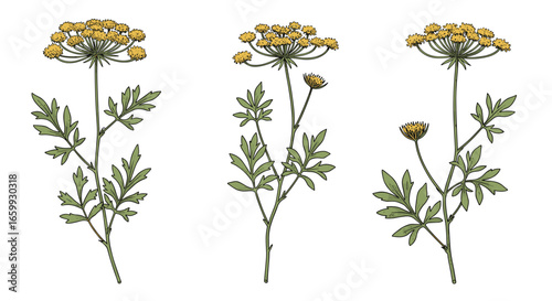 Detailed botanical drawing of yellow wildflowers with green leaves