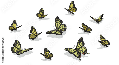 Fluttering monarch butterflies in motion on clean white background