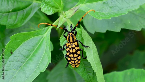 Yellow forest insect crawling over green leaf in macro video.