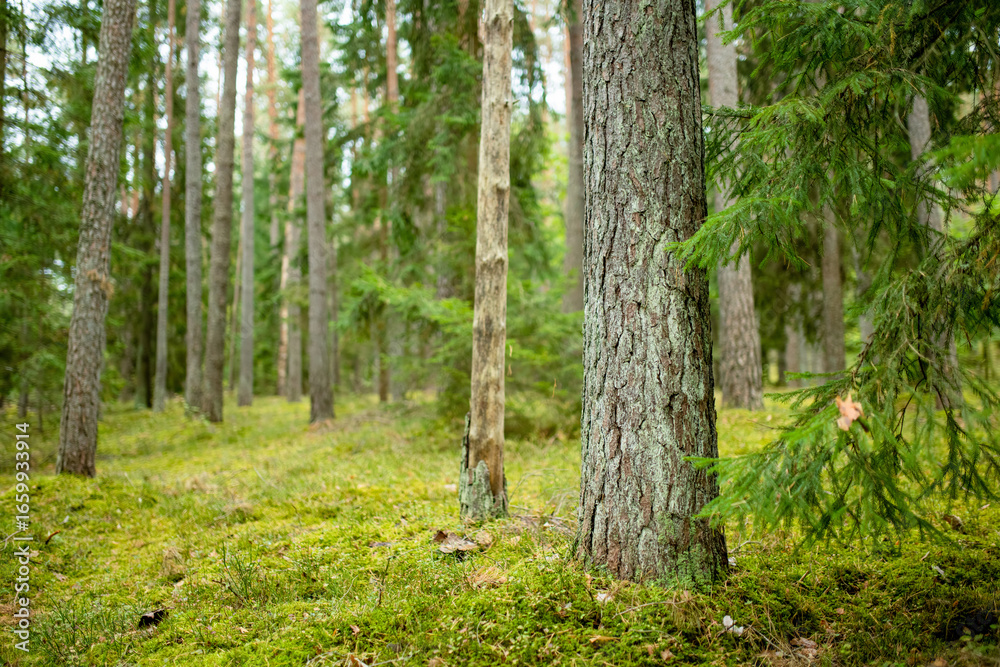 Serene Lithuanian forest with tall pines, moss-covered ground, and lush greenery creating a peaceful, untouched atmosphere. Serene Lithuanian forest with tall pines, moss-covered ground, and lush greenery creating a peaceful, untouched atmosphere.