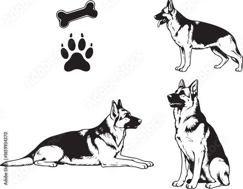 Collection of German Shepherd dog poses and paw print with bone canine animal
