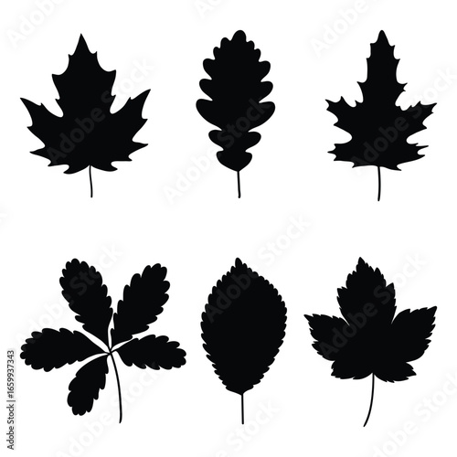 Autumn fall leaves silhouette set. Autumn black and white leaves, maple, acorn, oak, vine leaves, elm leaf