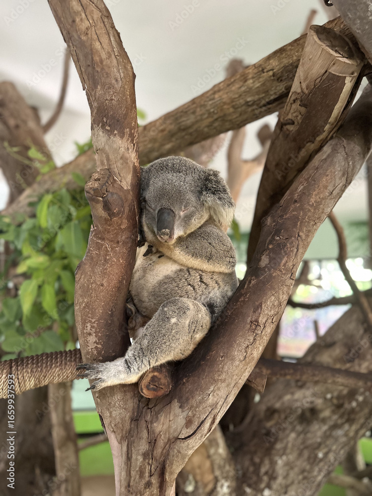 Obraz premium Koala Resting on a Tree Branch