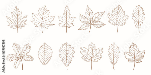 Autumn leaves set. Botanical vintage leaves sketch set. Line art elegant leaves set for wedding invitations. Hand drawn engraved leaves collection. Detailed outline leaves and foliage for print