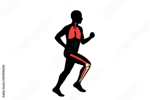 during running a player, breath system and leg bone and muscles silhouette