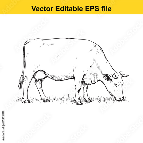 Black and white sketch of a cow grazing in the grass, vector art