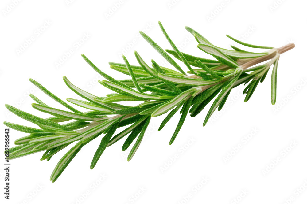 Fototapeta premium Fresh Rosemary Sprig: An up-close, enticing image of a vibrant green rosemary sprig. Delicately captured, inviting viewers to savor the aromatic freshness of the culinary herb.