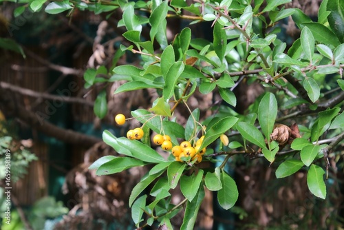 Gelbe Beeren am Strauch