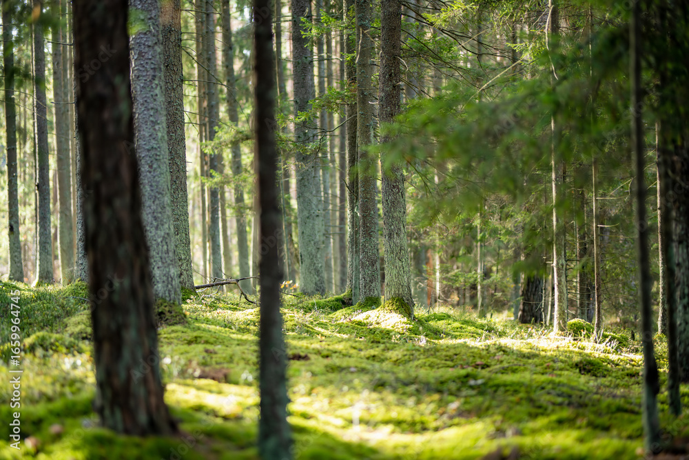 Naklejka premium Serene Lithuanian forest with tall pines, moss-covered ground, and lush greenery creating a peaceful, untouched atmosphere.