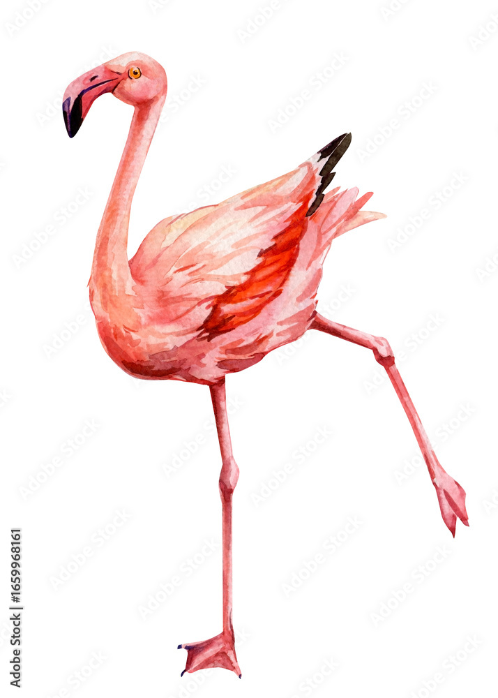 Fototapeta premium Pink flamingo cute bird exotic tropical wildlife isolated white background, watercolor illustration. Greeting card, poster