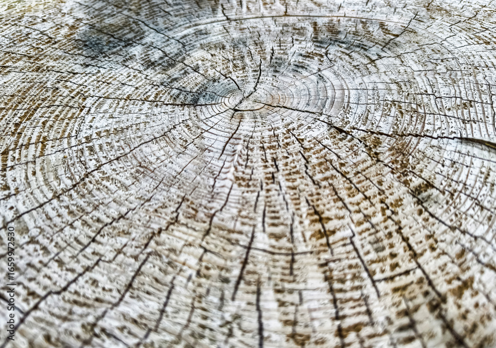 Fototapeta premium Detailed view of tree rings depicting age and growth patterns in a natural setting