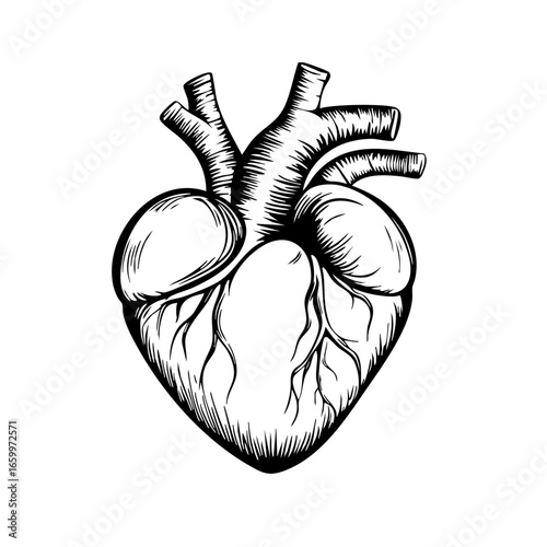 Realistic black vector illustration of a human heart with arteries and veins depicting anatomical accuracy and artistic detail