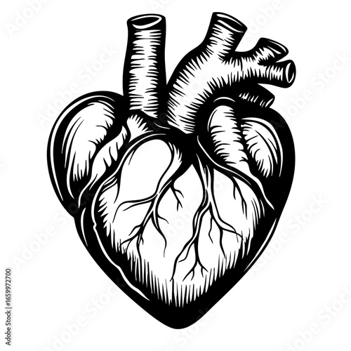 Detailed black vector of a human heart with intricate anatomical structure showcasing veins and arteries in an artistic style