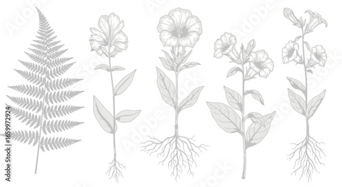 Delicate Botanical Handdrawn Lineart Fern and Flowering Plant Illustration