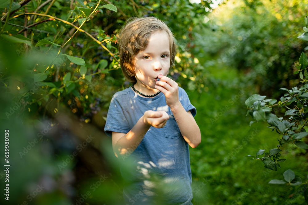 Cute little boy picking fresh berries on organic blueberry farm on warm and sunny summer day. Fresh healthy organic food for small kids. Cute little boy picking fresh berries on organic blueberry farm on warm and sunny summer day. Fresh healthy organic food for small kids.