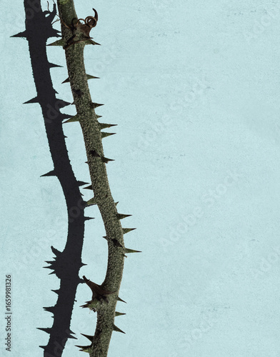 фотографія Thorny Branch with Shadow