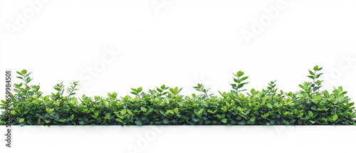 Green hedge minimalist design fresh foliage natural border outdoor plant landscaping isolated on white clean background vibrant leaves garden element create calm and peaceful atmosphere