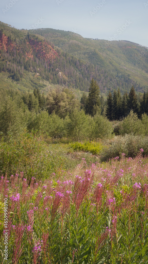 Fototapeta premium wild flowers in the mountains