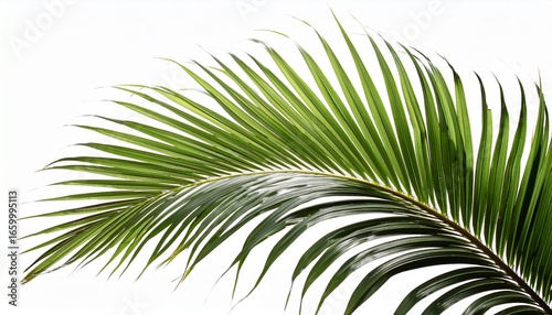 palmwedel isoliert auf weissen hintergrund freisteller transparent