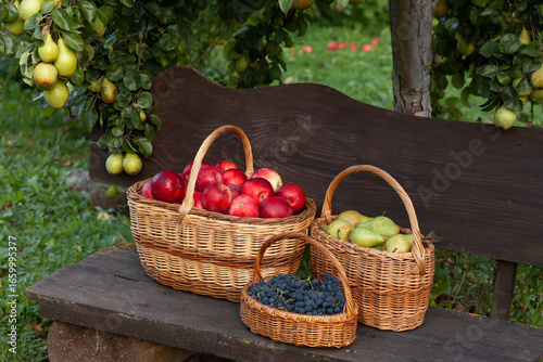 Freshly picked apples, pears, and grapes in wicker baskets on a wooden bench. Organic autumn harvest in a garden setting.