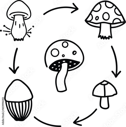 Life cycle of a mushroom infographic from spore.