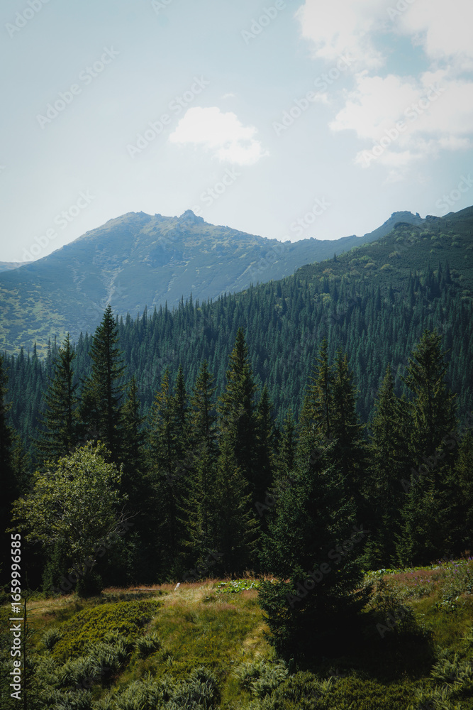 Obraz premium Morning mist in the Carpathian Mountains, Ukraine. Scenic view of coniferous forest covered with fog in summer. Travel and nature background with atmospheric landscape. 