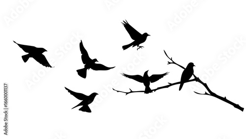 Elegant Swan Silhouette bird water bird