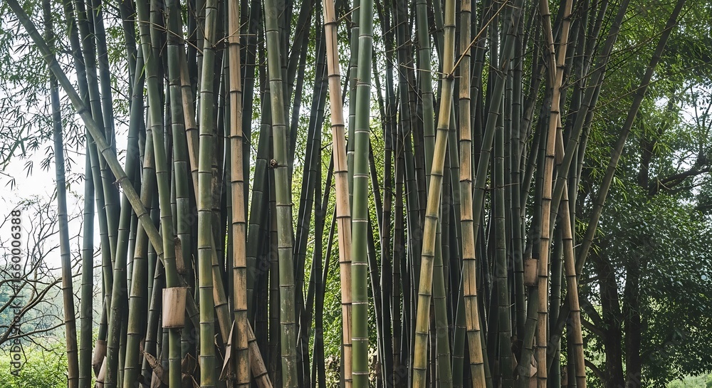 Fototapeta premium Bamboo Forest Grove