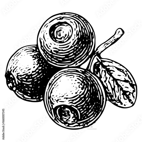 Blueberries with Leaves Vintage Engraving Illustration