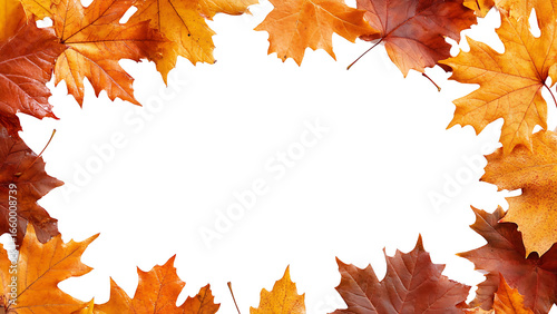 maple leaves on transparent background PNG