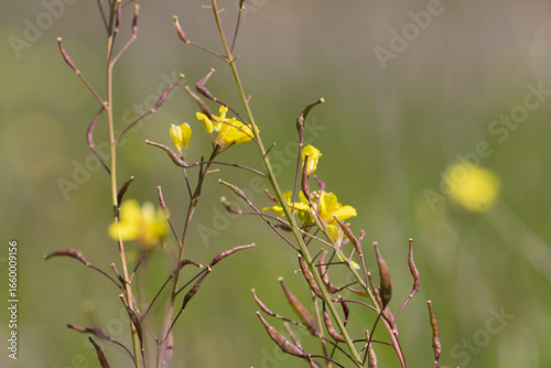 Beginning of the first with the flower brassica carinata	