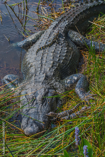 Alligator with its babies