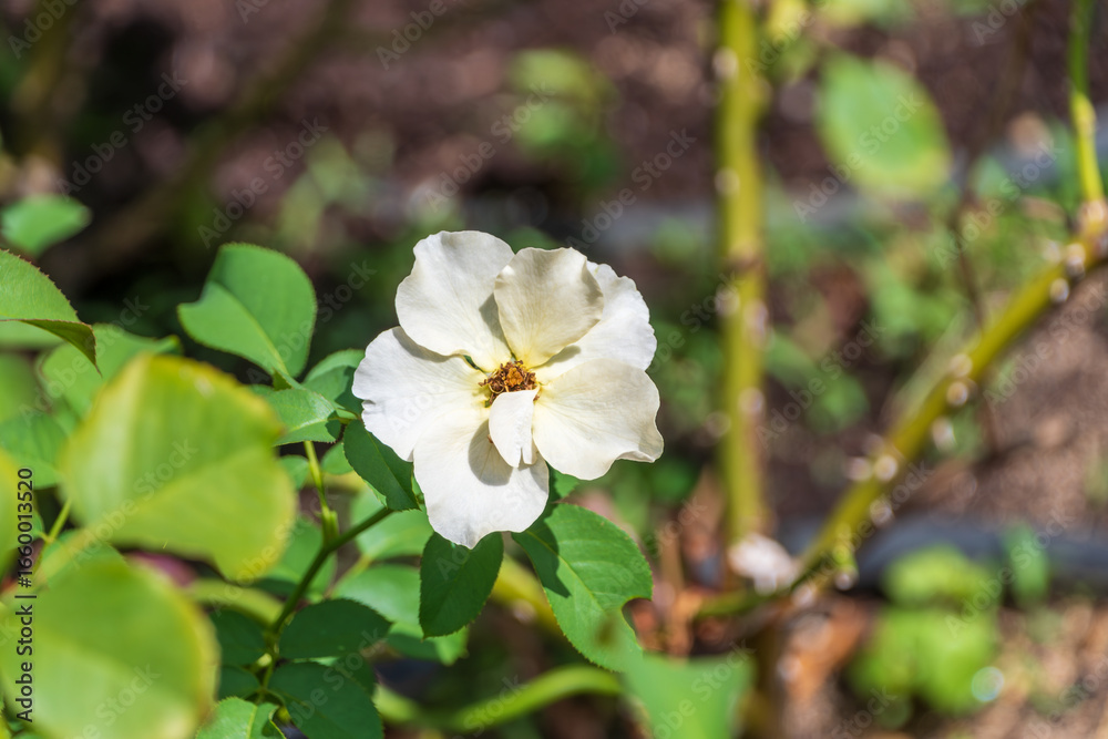 Obraz premium 白いバラの花