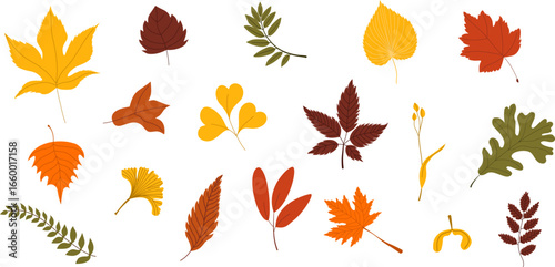 Set of autumn leaves from different trees, oak, maple, chestnut, ash, birch. Colorful autumn leaves of different shapes and shades. Seasonal autumn design elements, isolated on white background. Simpl