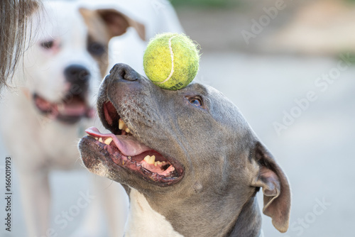 older pitbull female dog is being taught a new trick as human hand balances tennis ball on dog nose while another dog watches